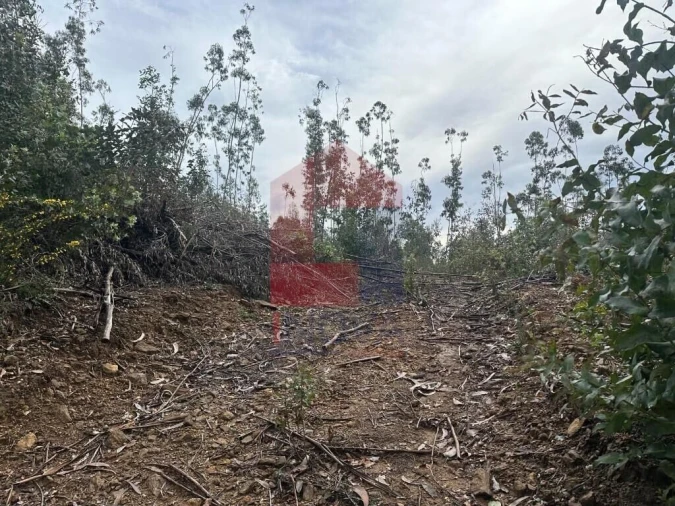 Terreno para Venda em Ribeira do Neiva Foto 3