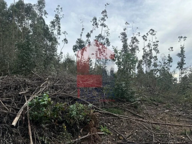 Terreno para Venda em Ribeira do Neiva Foto 4