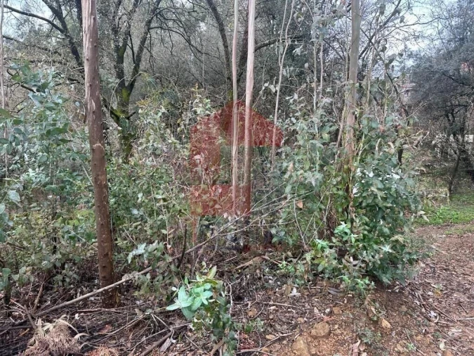 Terreno para Venda em Ribeira do Neiva Foto 9