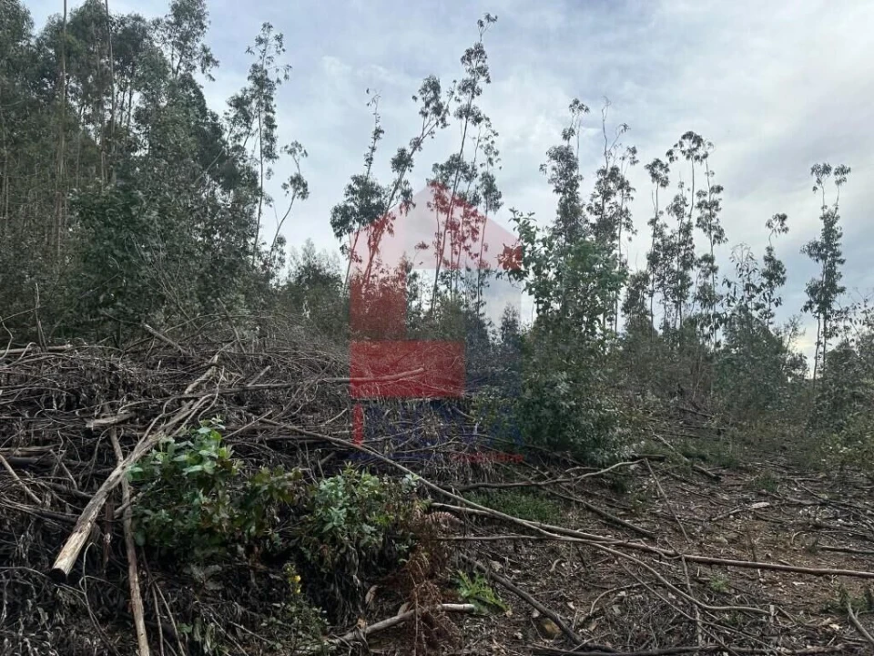Terreno para Venda em Ribeira do Neiva Foto 4