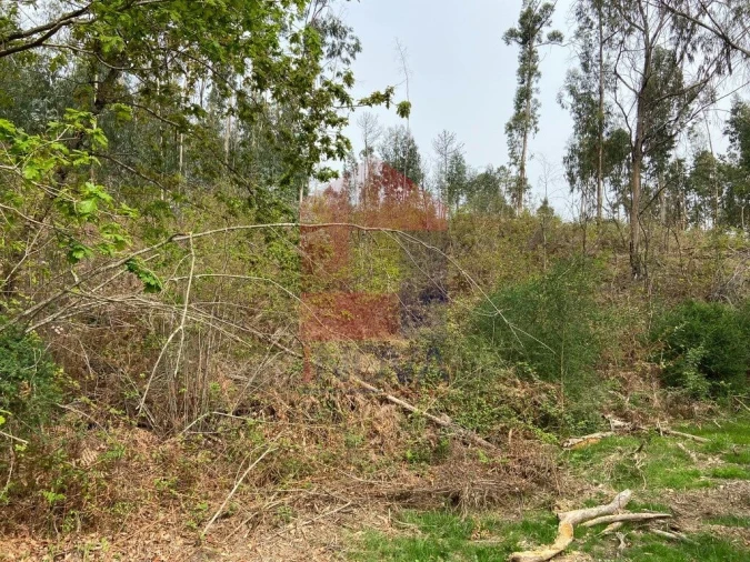 Terreno para Venda em Vade Foto 8