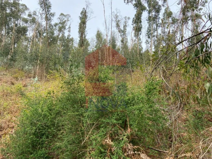 Terreno para Venda em Vade Foto 4