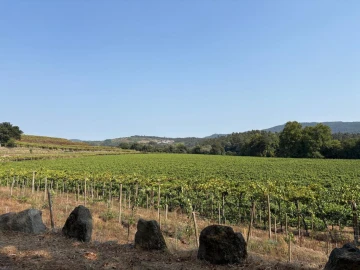 Quinta T8 para Venda em Manhente