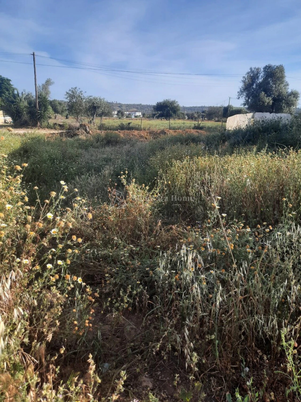 Terreno para Venda em Algoz e Tunes Foto 2