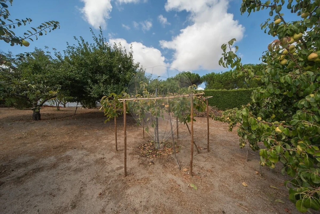 Moradia T3 para Venda em Cartaxo e Vale da Pinta Foto 38