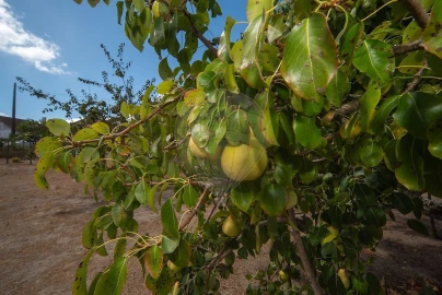 Moradia T3 para Venda em Cartaxo e Vale da Pinta