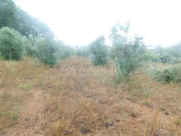 Terreno para Venda em Casegas e Ourondo