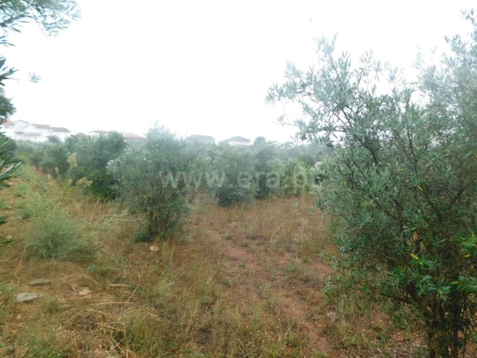 Terreno para Venda em Casegas e Ourondo Foto 2