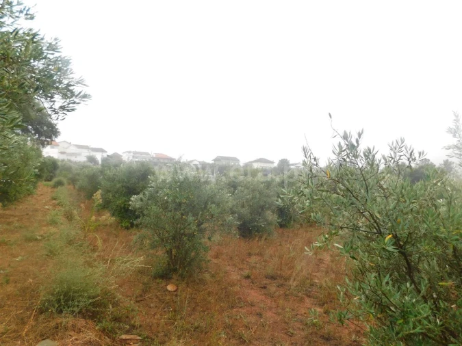 Terreno para Venda em Casegas e Ourondo Foto 3