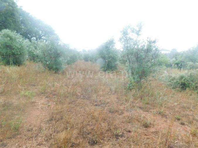 Terreno para Venda em Casegas e Ourondo Foto 4