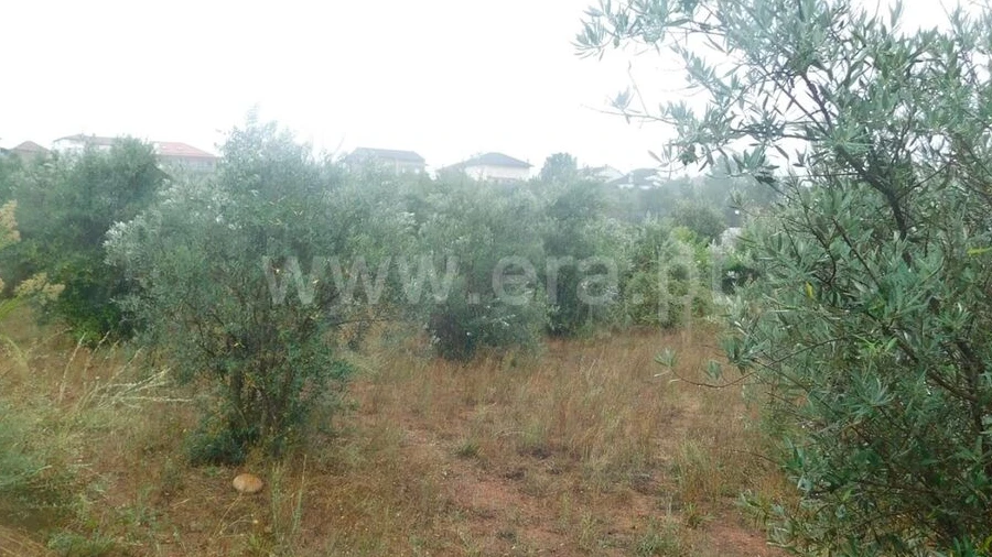 Terreno para Venda em Casegas e Ourondo