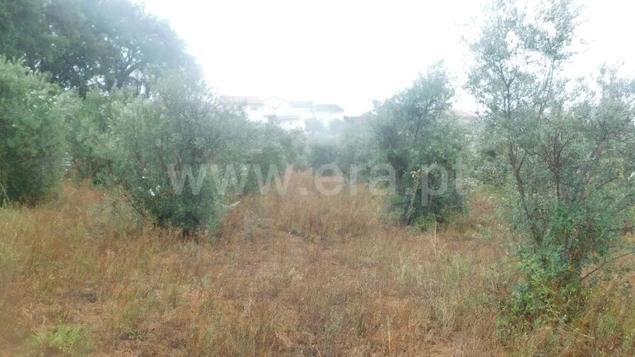 Terreno para Venda em Casegas e Ourondo