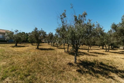 Terreno para Venda em Dominguizo