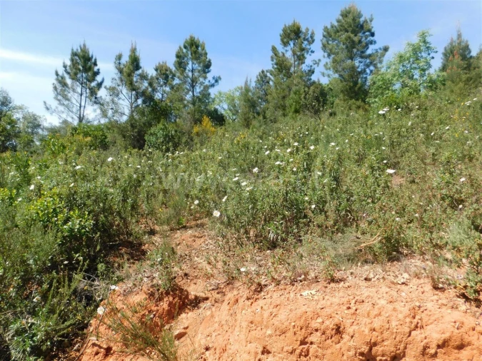 Terreno para Venda em Fatela Foto 14