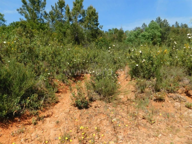 Terreno para Venda em Fatela Foto 15