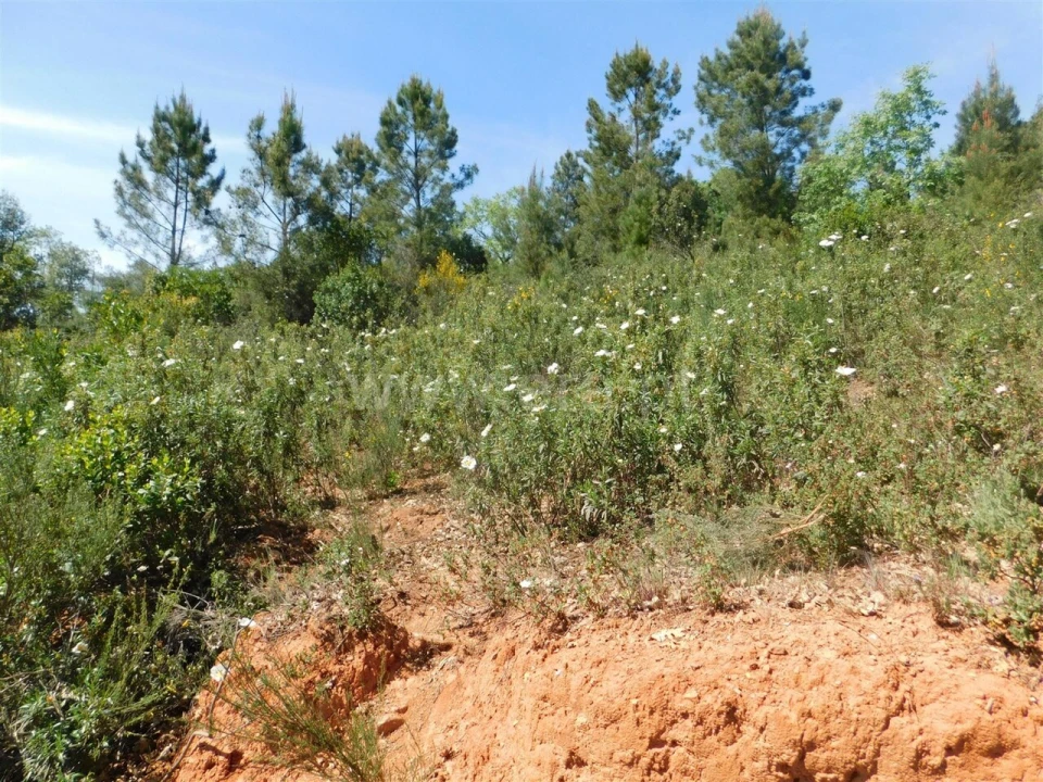 Terreno para Venda em Fatela Foto 14