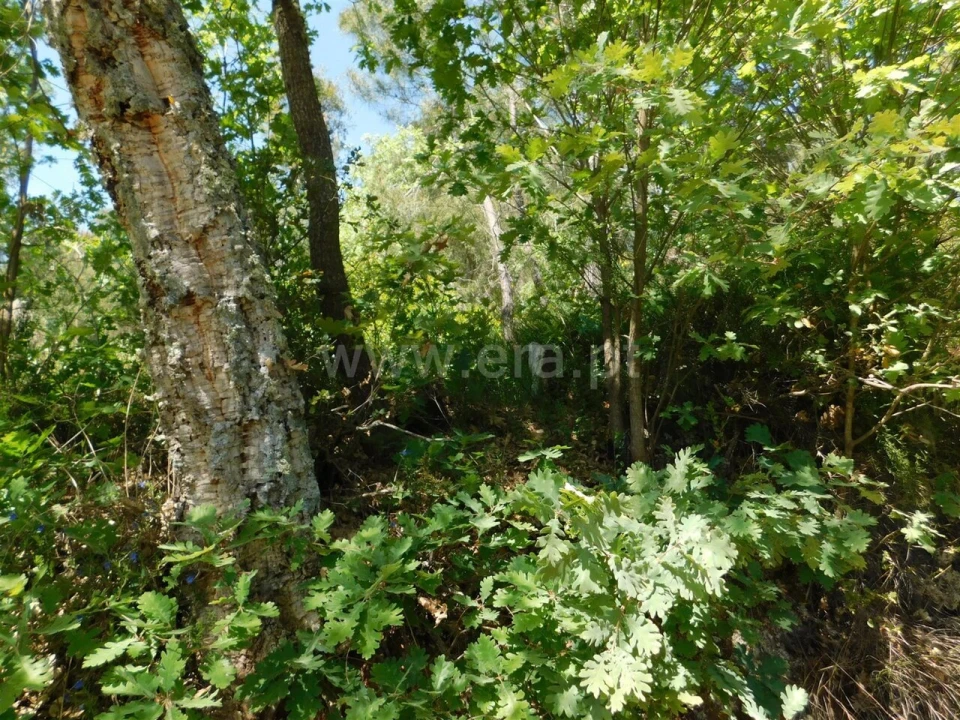 Terreno para Venda em Fatela Foto 12