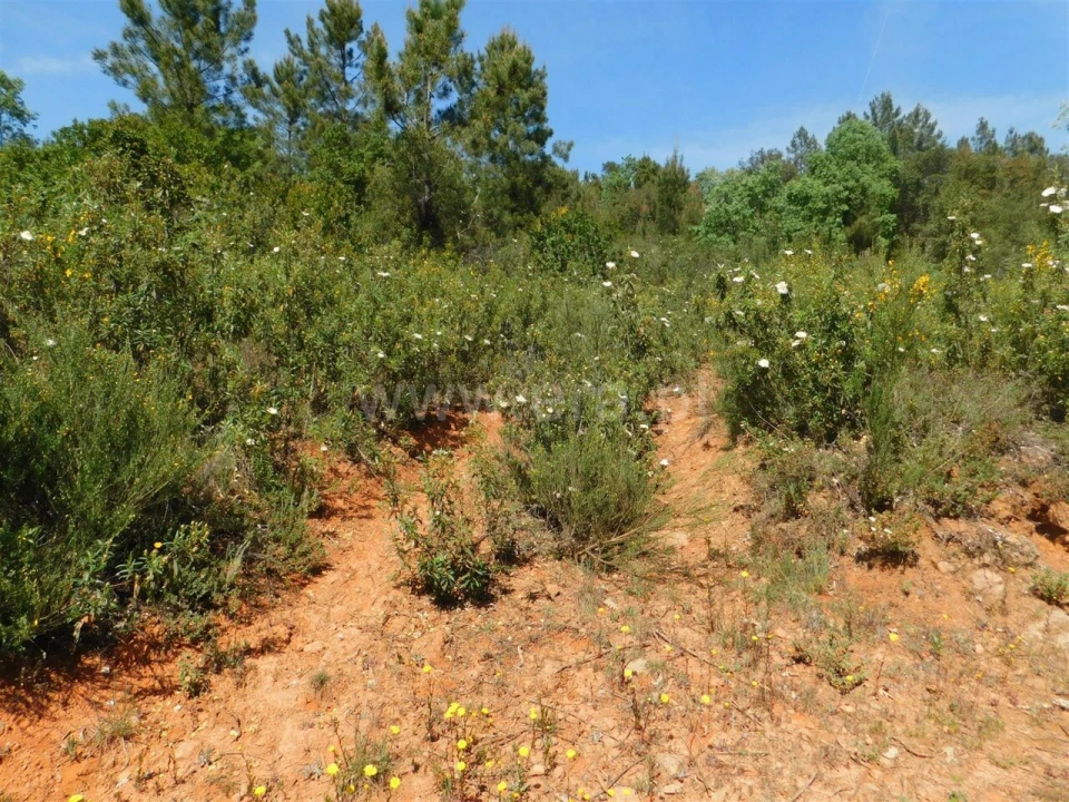 Terreno para Venda em Fatela Foto 15