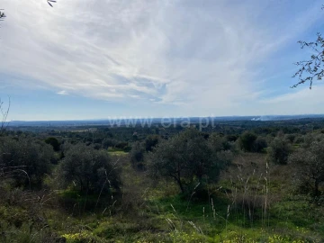 Quinta T0 para Venda em Vale de Prazeres e Mata da Rainha