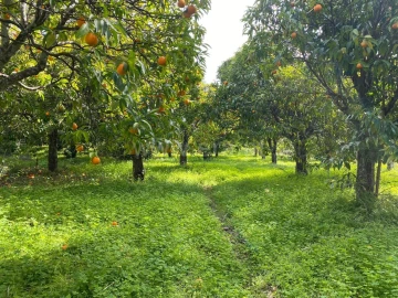 Quinta T0 para Venda em Vale de Prazeres e Mata da Rainha