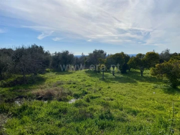 Quinta T0 para Venda em Vale de Prazeres e Mata da Rainha