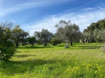 Quinta T0 para Venda em Vale de Prazeres e Mata da Rainha