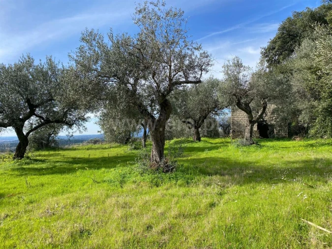 Quinta T0 para Venda em Vale de Prazeres e Mata da Rainha Foto 2