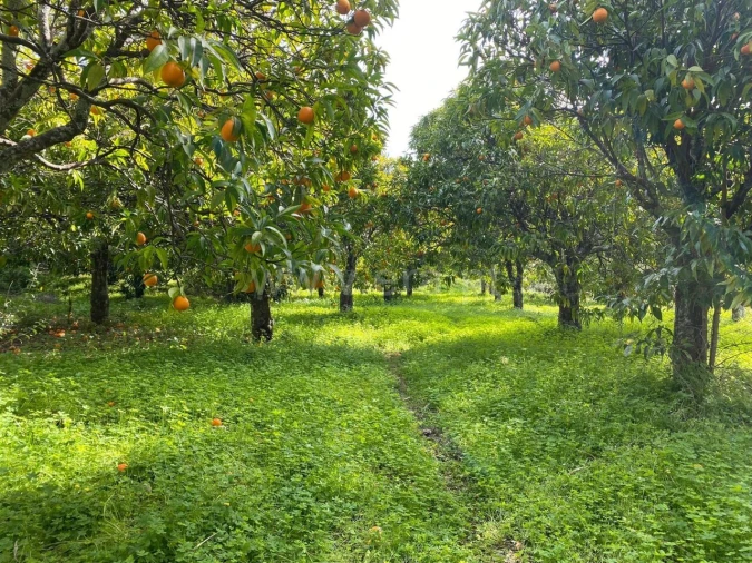 Quinta T0 para Venda em Vale de Prazeres e Mata da Rainha Foto 8