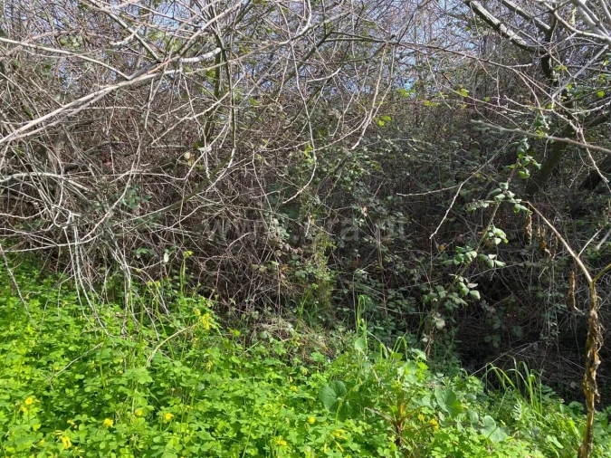 Quinta T0 para Venda em Vale de Prazeres e Mata da Rainha Foto 9