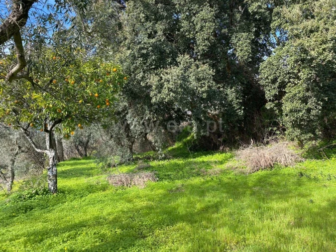 Quinta T0 para Venda em Vale de Prazeres e Mata da Rainha Foto 11