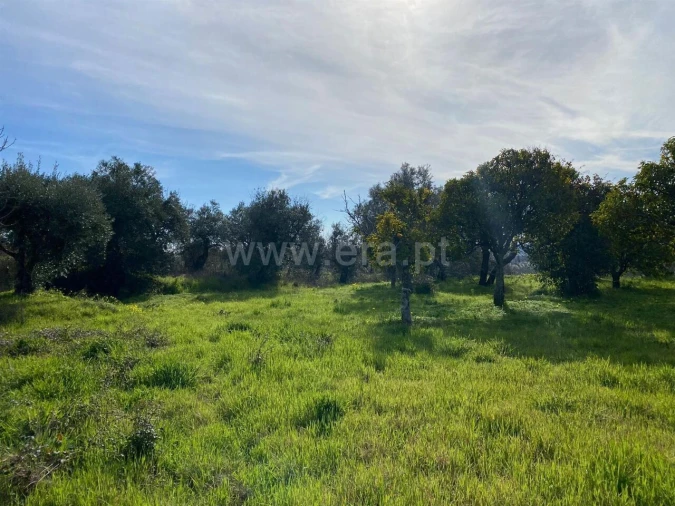 Quinta T0 para Venda em Vale de Prazeres e Mata da Rainha Foto 5