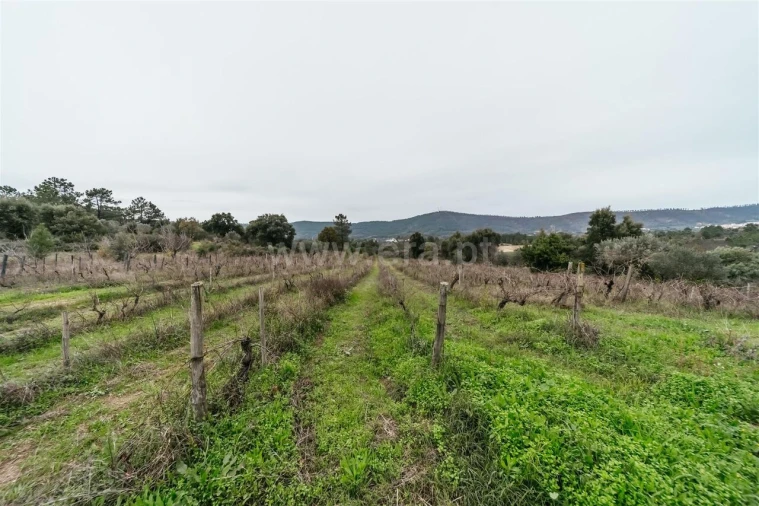 Quinta T1 para Venda em Vale de Prazeres e Mata da Rainha Foto 5