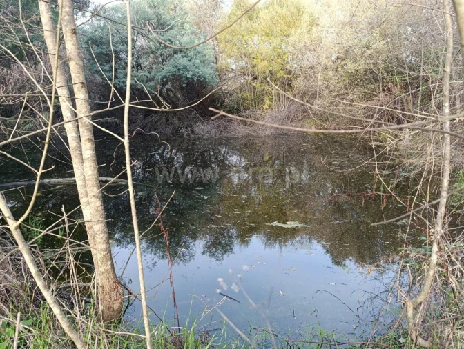 Quinta T1 para Venda em Vale de Prazeres e Mata da Rainha Foto 8