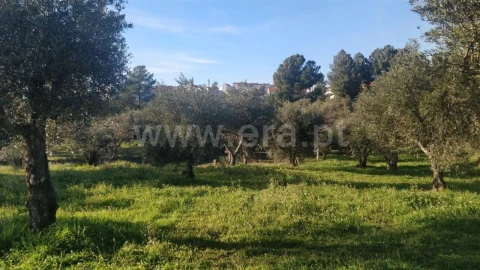 Terreno para Venda em Dominguizo