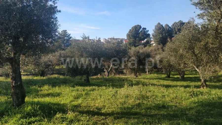 Terreno para Venda em Dominguizo