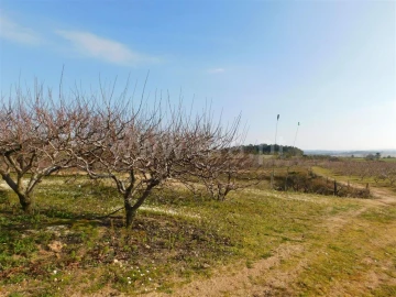 Quinta T0 para Venda em Vale de Prazeres e Mata da Rainha