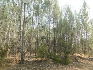 Terreno para Venda em Barco e Coutada