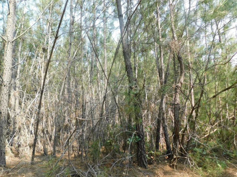 Terreno para Venda em Barco e Coutada Foto 4