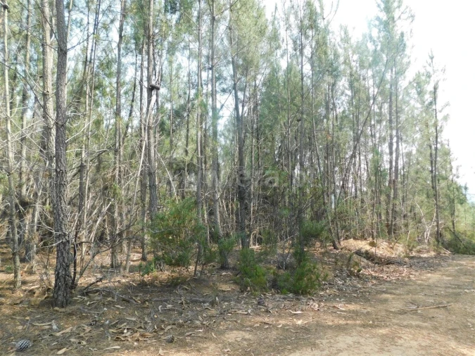 Terreno para Venda em Barco e Coutada Foto 2