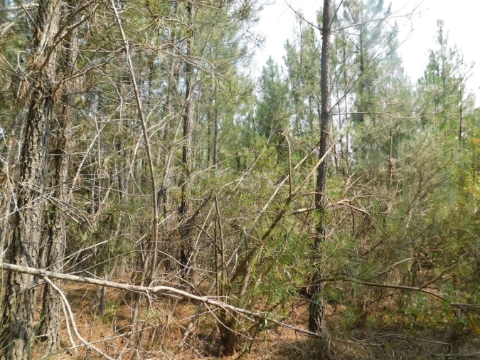 Terreno para Venda em Barco e Coutada Foto 3