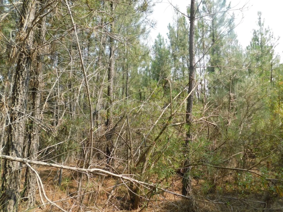 Terreno para Venda em Barco e Coutada Foto 3