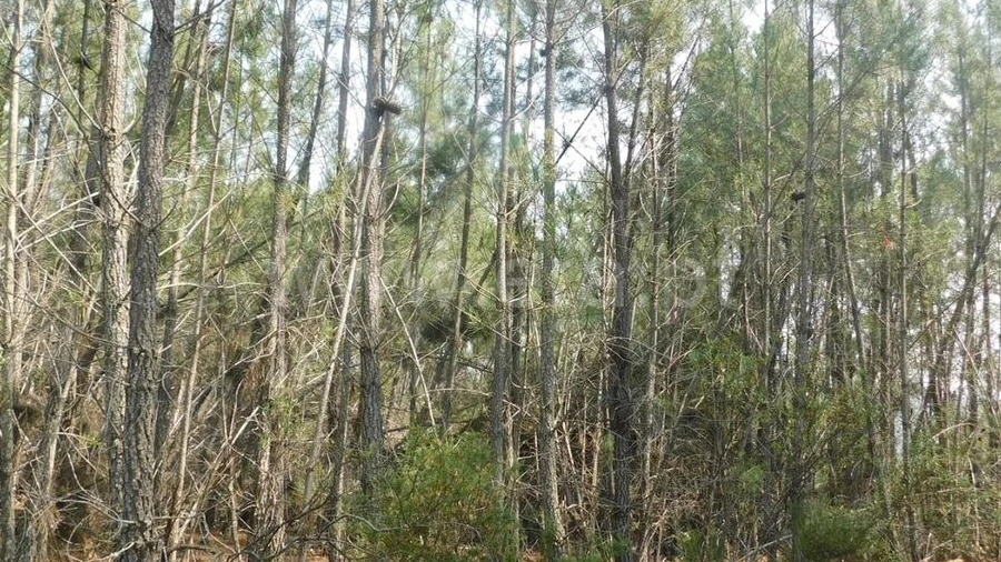 Terreno para Venda em Barco e Coutada