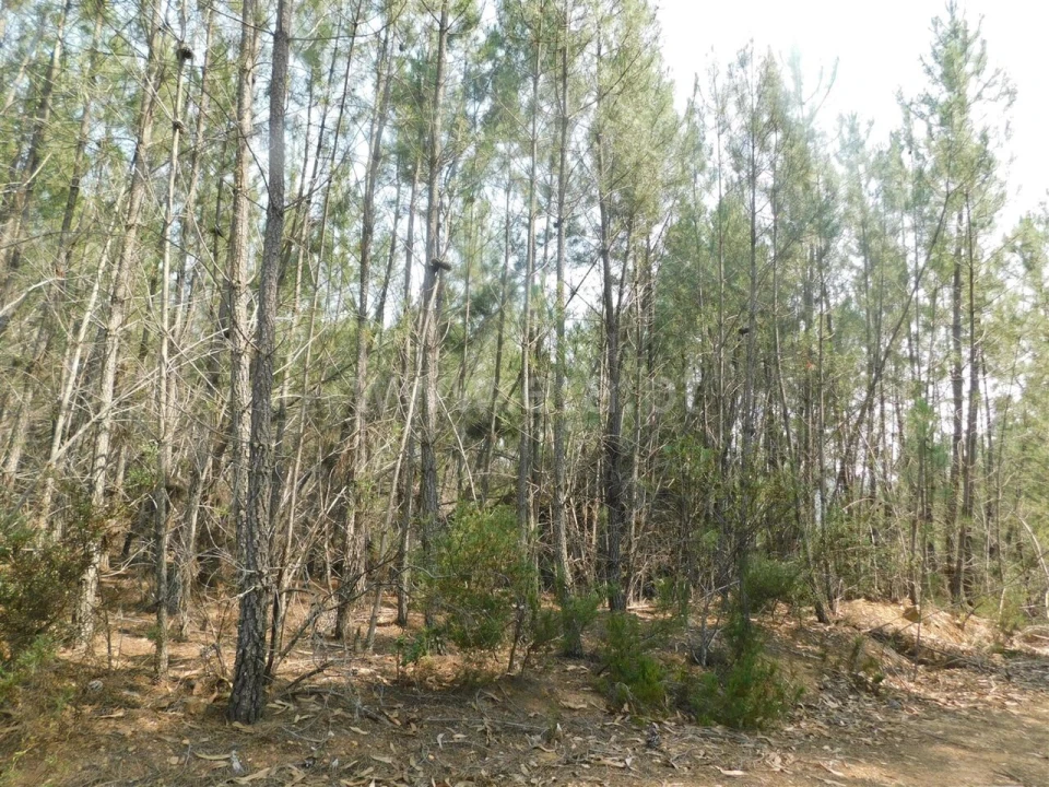 Terreno para Venda em Barco e Coutada Foto 1