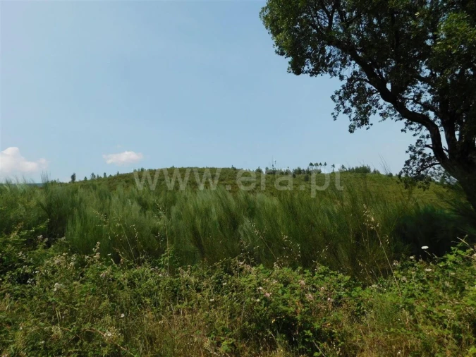 Terreno para Venda em Barco e Coutada Foto 7
