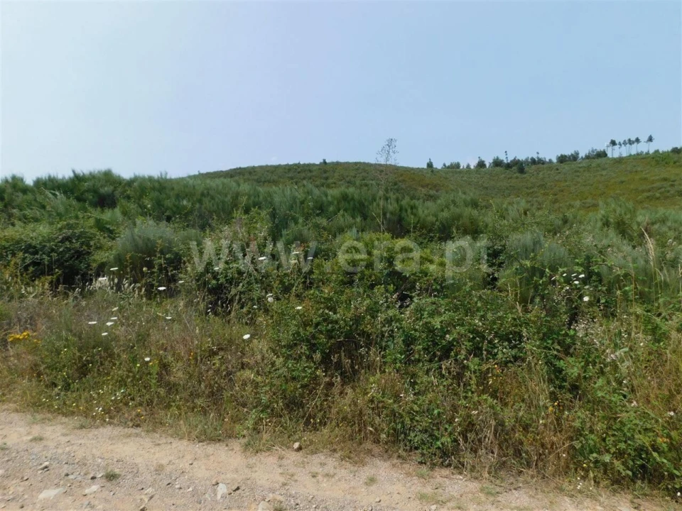 Terreno para Venda em Barco e Coutada Foto 2