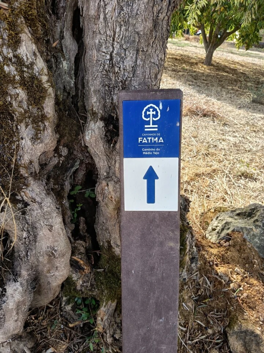 Moradia T4 para Venda em Torres Novas (Santa Maria, Salvador e Santiago) Foto 41