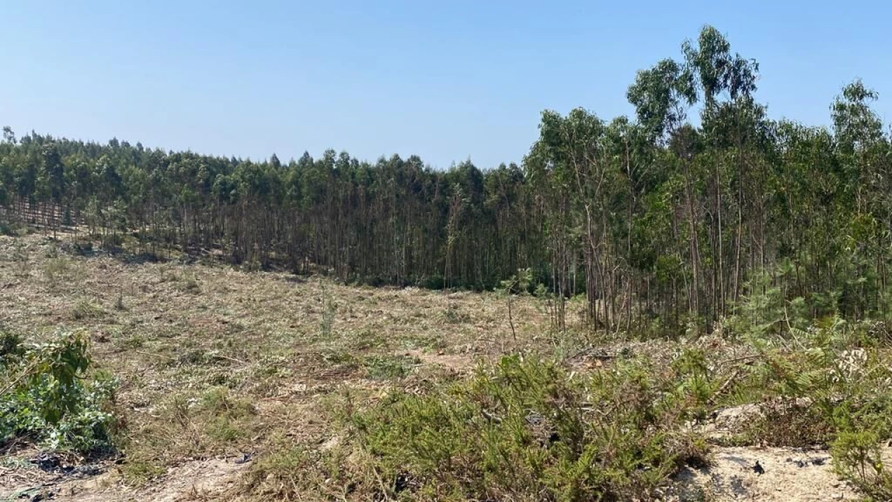 Terreno para Venda em A dos Cunhados e Maceira Foto 3