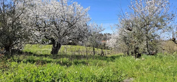 Moradia T3 para Venda em Beco