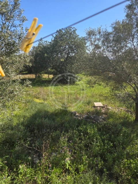 Terreno para Venda em Santa Barbara de Nexe
