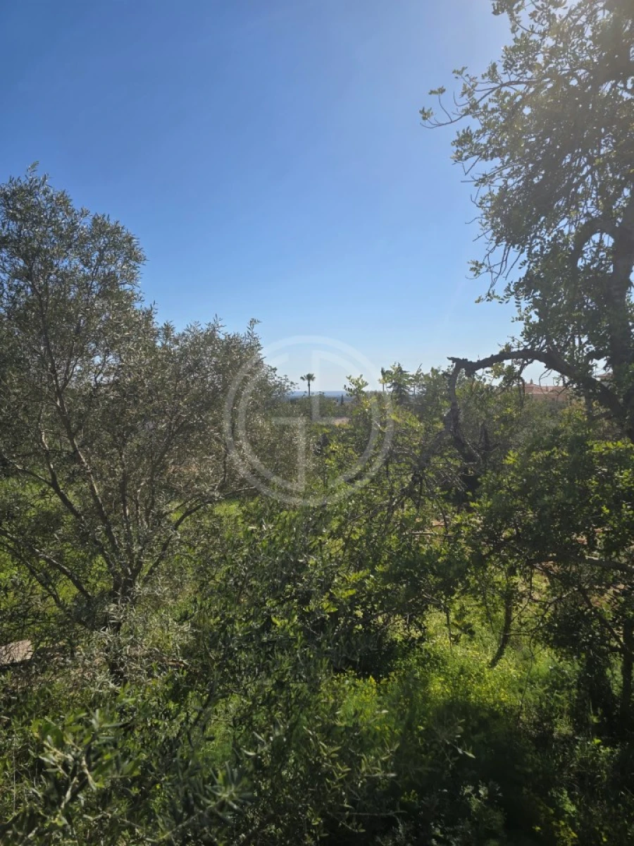 Terreno para Venda em Santa Barbara de Nexe Foto 5